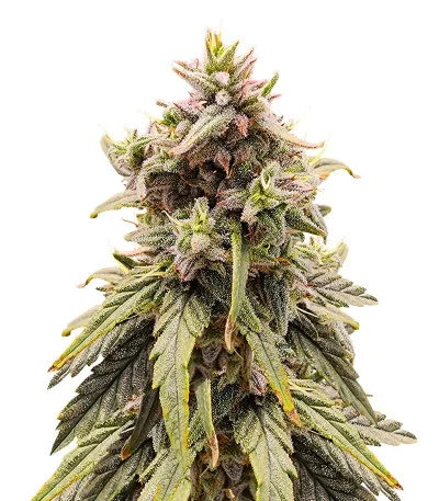 Соцветие сорта Apple Betty fem