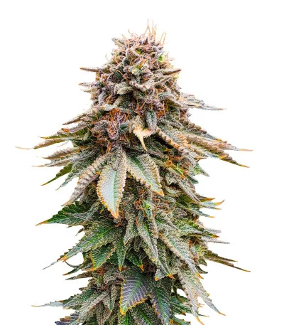 Соцветие сорта Blackberry Moonrocks fem