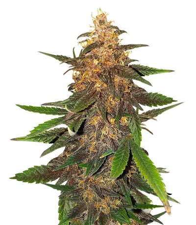 Соцветие сорта Blackberry Moonrocks Auto fem