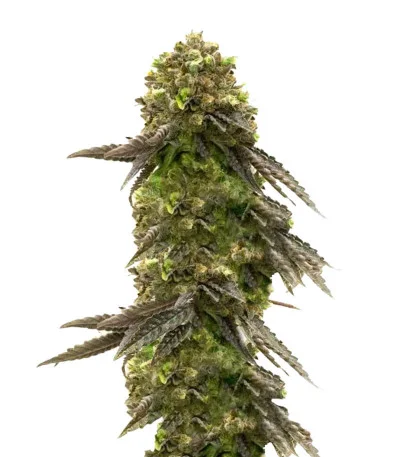 Соцветие сорта Bruce Banner # fem