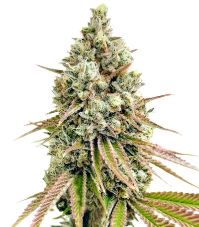 Соцветие сорта Bruce Banner fem