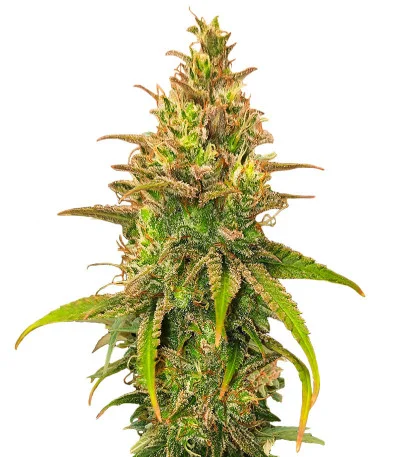 Соцветие сорта Bubble Gum Sherb