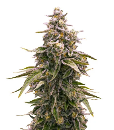 Соцветие сорта Cap Junky fem