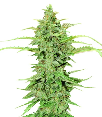 Соцветие сорта CBD Green Crack Auto fem
