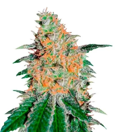 Соцветие сорта CBD JAM fem