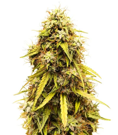 Соцветие сорта CBD Lemon Auto fem