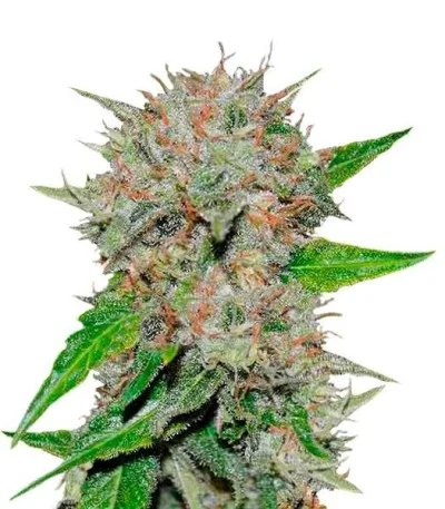 Соцветие сорта Deep Mandarine fem