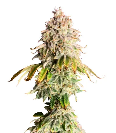 Соцветие сорта Frosted Guava fem