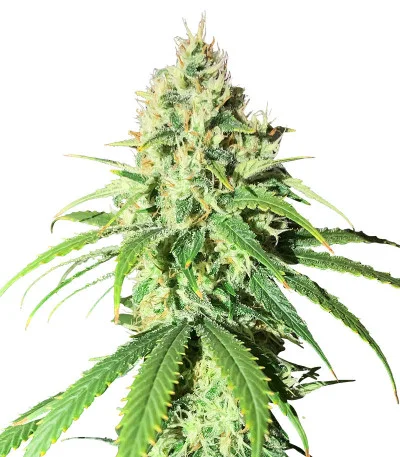 Соцветие сорта Glue Sherbert fem