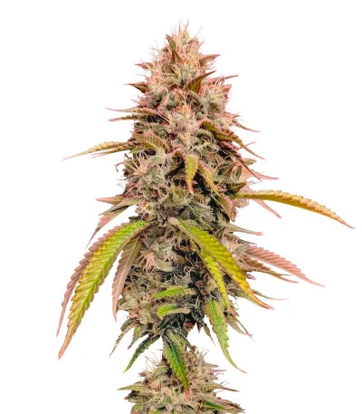 Соцветие сорта Gorilla Melon