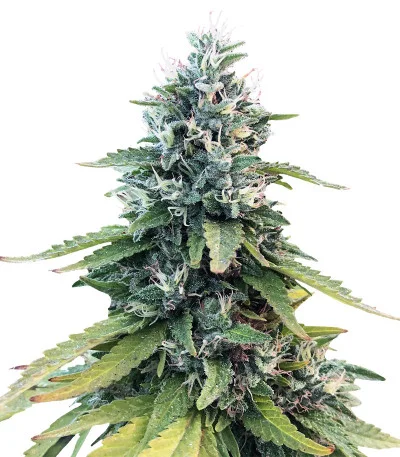 Соцветие сорта Gorilla fem