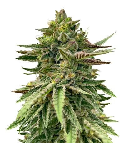 Соцветие сорта Humboldt Pound Cake fem