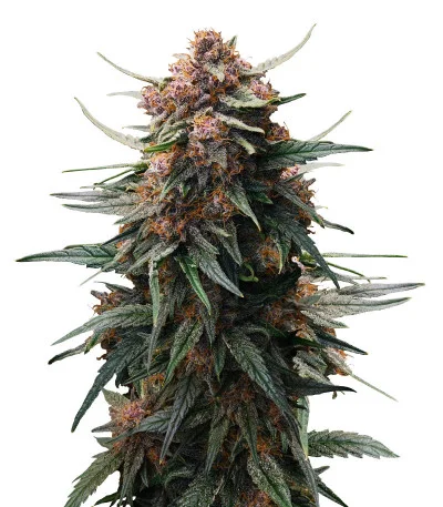 Соцветие сорта Lemon Cherry Cookies Auto