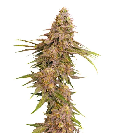 Соцветие сорта Lemon Mandarin