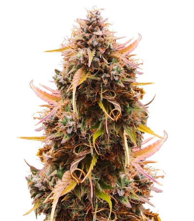 Соцветие сорта Mandarin Thuggee Auto fem