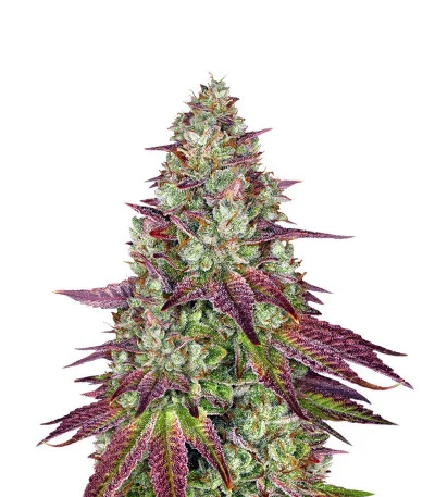 Соцветие сорта Mimosa Evo fem