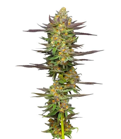 Соцветие сорта Mint Jelly Auto fem