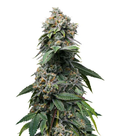 Соцветие сорта Motor Breath fem