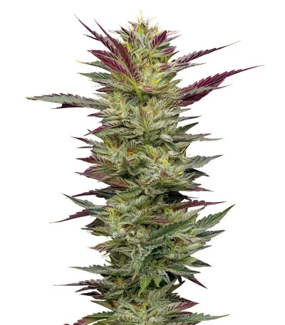 Соцветие сорта Notorious THC fem