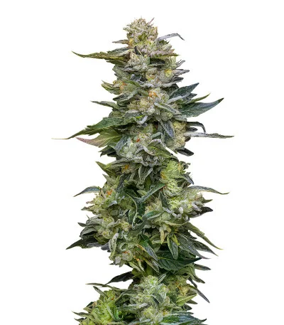 Соцветие сорта Nutter Budder fem