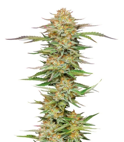 Соцветие сорта Orange Creampop fem