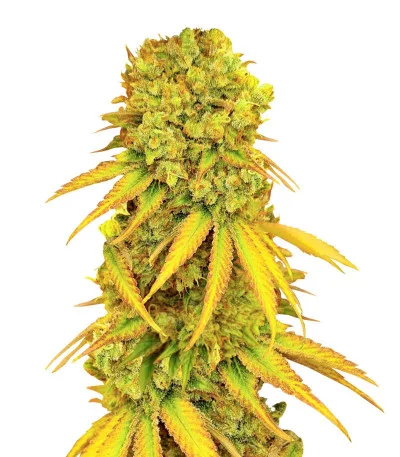 Соцветие сорта Pellezino Cookies fem