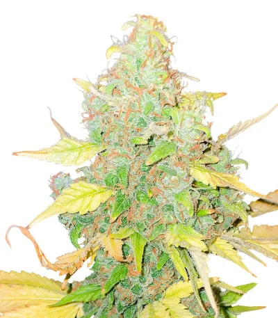 Соцветие сорта Pink Runtz Auto fem