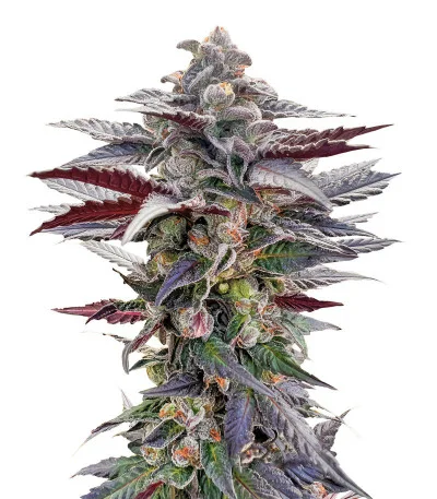 Соцветие сорта Pink Sunset by Sherbinskis fem