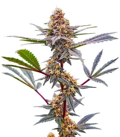 Соцветие сорта Plushberry Auto