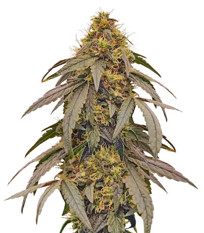 Соцветие сорта Polar Gelato by Sherbinskis fem