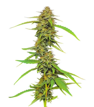 Соцветие сорта Strawberry Cheesecake Auto fem