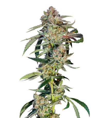 Соцветие сорта Super Boof fem