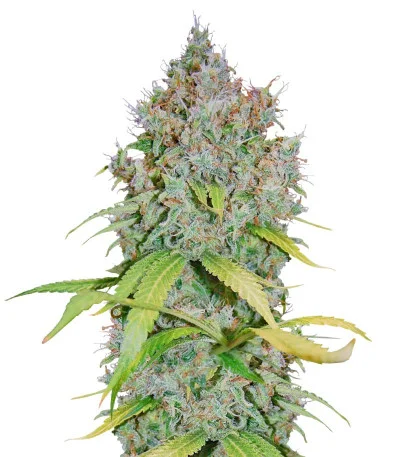 Соцветие сорта Super Lemon Haze x GMO