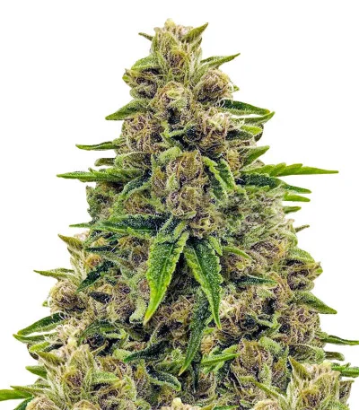 Соцветие сорта Totally Alpha OG fem