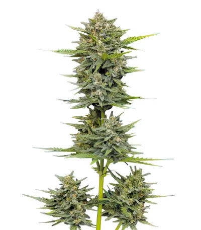 Соцветие сорта Vanilla Latte Auto fem