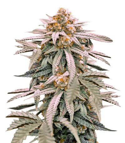 Соцветие сорта Zookies fem